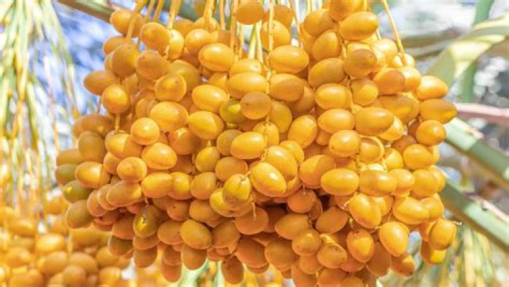 How do you ripen fresh yellow dates