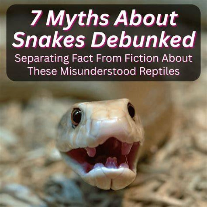 Snakes: Understanding the World's Most Misunderstood Reptiles